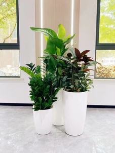 奉化花木租赁哪家好